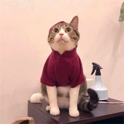 سعود شکیل avatar